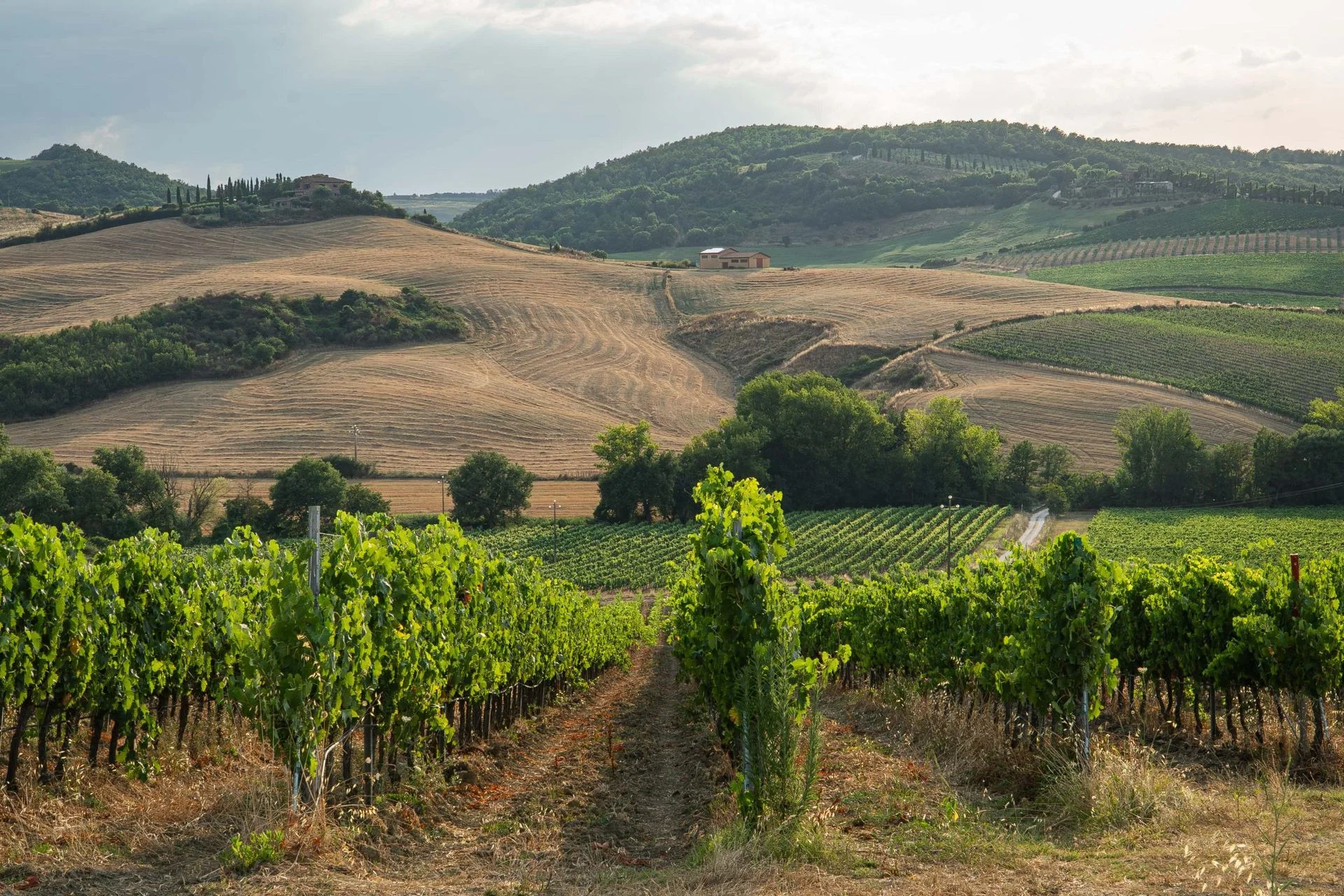 Filari di vigneto in primo piano e colline coltivate con un casale sullo sfondo, nelle terre di Montepulciano