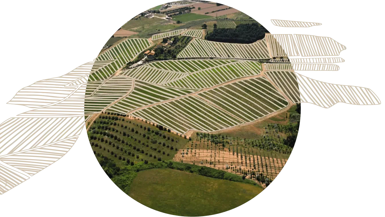 I vigneti di Villa da Vinci visti dall’alto in un tondo, fra due ali tratteggiate disegnate a mano