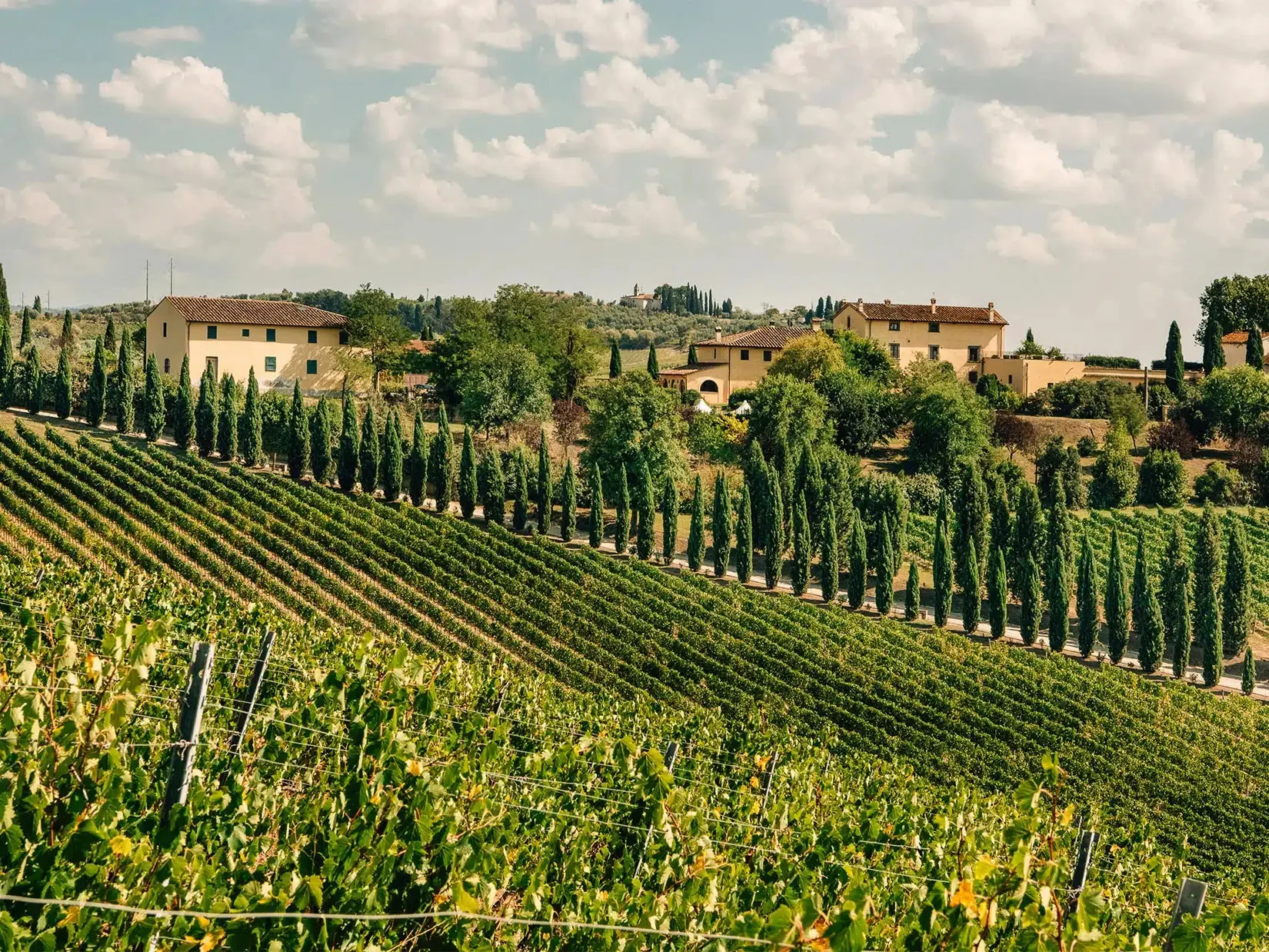 Filari di vigneto sulle colline toscane con una fila di cipressi e un casale in pietra