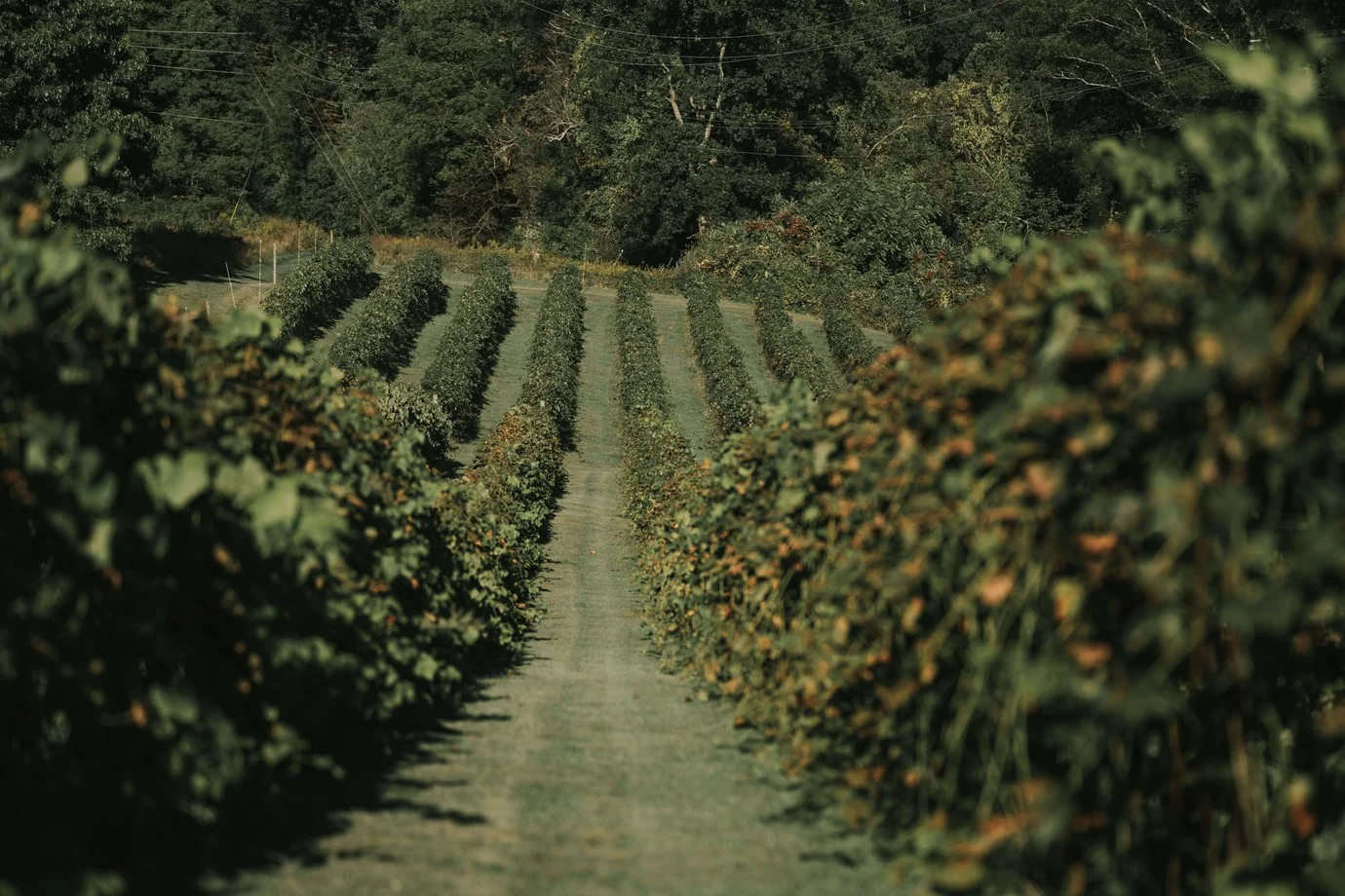 Filari di vigna su una collina