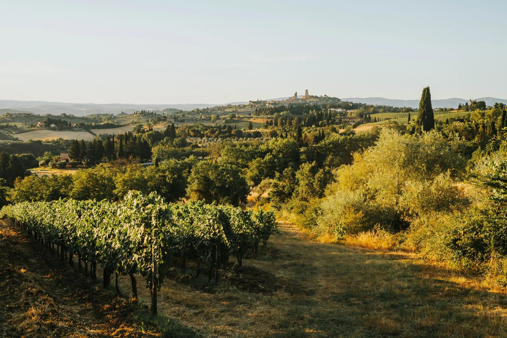 I vigneti di Villa da Vinci sulle colline attorno a Vinci